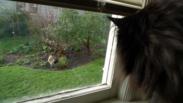 肥猫猫聚精会神地盯着隔壁大妈养的鸡